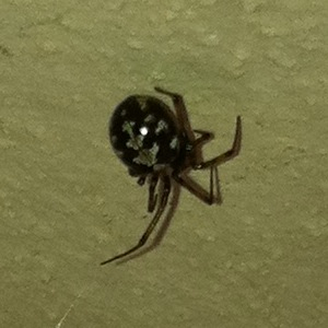 Steatoda triangulosa